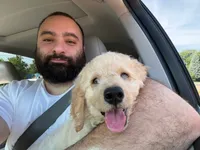 Cooper, a male Miniature Goldendoodle for sale in Wilmette, IL – 4 of 6