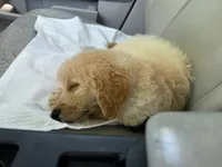 Cooper, a male Miniature Goldendoodle for sale in Wilmette, IL – 2 of 6