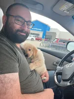 Cooper, a male Miniature Goldendoodle for sale in Wilmette, IL – 1 of 6