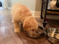 Cooper, a male Miniature Goldendoodle for sale in Wilmette, IL – 5 of 6