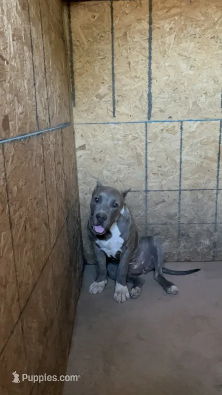 XL American Bully – American Bully puppy for sale in San Jacinto, CA