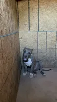 XL American Bully, a female American Bully for sale in San Jacinto, CA – 1 of 6