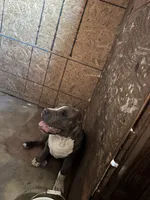 XL American Bully , a male American Bully for sale in San Jacinto, CA – 5 of 5