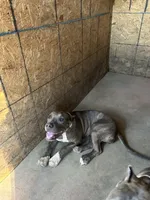 XL American Bully, a female American Bully for sale in San Jacinto, CA – 5 of 6