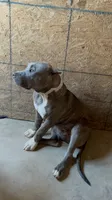 XL American Bully, a female American Bully for sale in San Jacinto, CA – 3 of 6
