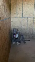 XL American Bully, a female American Bully for sale in San Jacinto, CA – 2 of 6