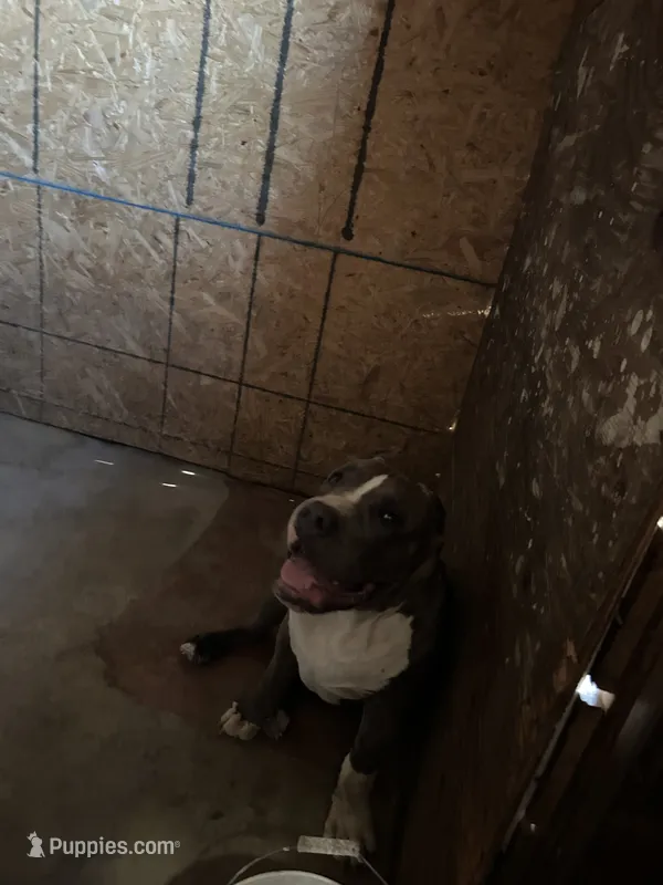 XL American Bully  – American Bully puppy for sale in San Jacinto, CA