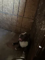 XL American Bully , a male American Bully for sale in San Jacinto, CA – 1 of 5