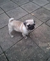 Bruno, a male Pug for sale in Rome City, IN – 3 of 5