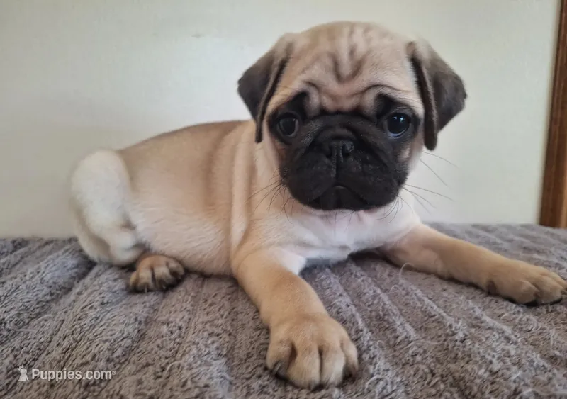 Male AKC – Pug puppy for sale in Kissimmee, FL