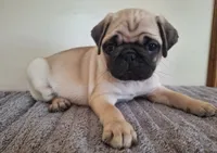 Male AKC, a male Pug for sale in Kissimmee, FL – 1 of 3