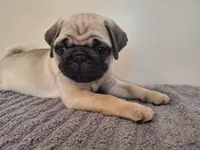 Jet, a male Pug for sale in Kissimmee, FL – 3 of 3