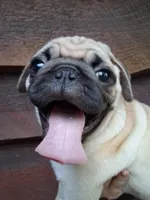 Bruno, a male Pug for sale in Rome City, IN – 5 of 5