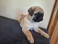 Luigi, a male Pug for sale in Kissimmee, FL – 2 of 3