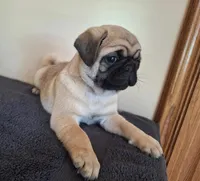 AKC Male 1, a male Pug for sale in Rome City, IN – 3 of 3