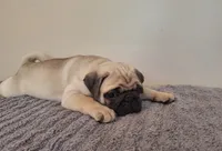Male AKC, a male Pug for sale in Kissimmee, FL – 3 of 3