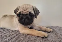 Male AKC, a male Pug for sale in Kissimmee, FL – 2 of 3