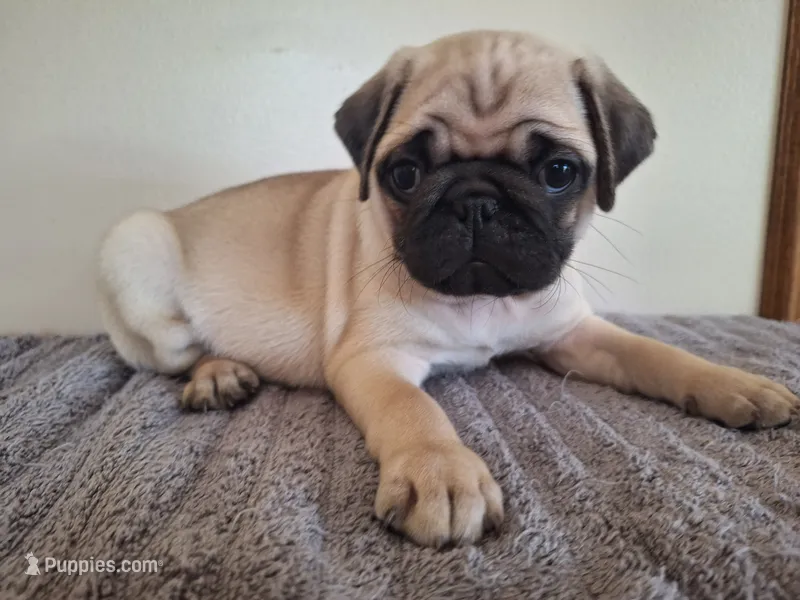 Jet – Pug puppy for sale in Kissimmee, FL