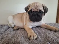 Jet, a male Pug for sale in Kissimmee, FL – 1 of 3