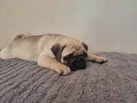Jet, a male Pug for sale in Kissimmee, FL – 2 of 3