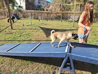 Milo, a male Pug for sale in Kissimmee, FL – Photo 4 of 5