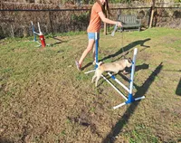 Milo, a male Pug for sale in Kissimmee, FL – Photo 5 of 5