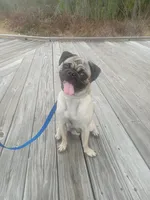 Milo, a male Pug for sale in Kissimmee, FL – Photo 1 of 5