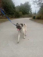 Milo, a male Pug for sale in Kissimmee, FL – Photo 2 of 5