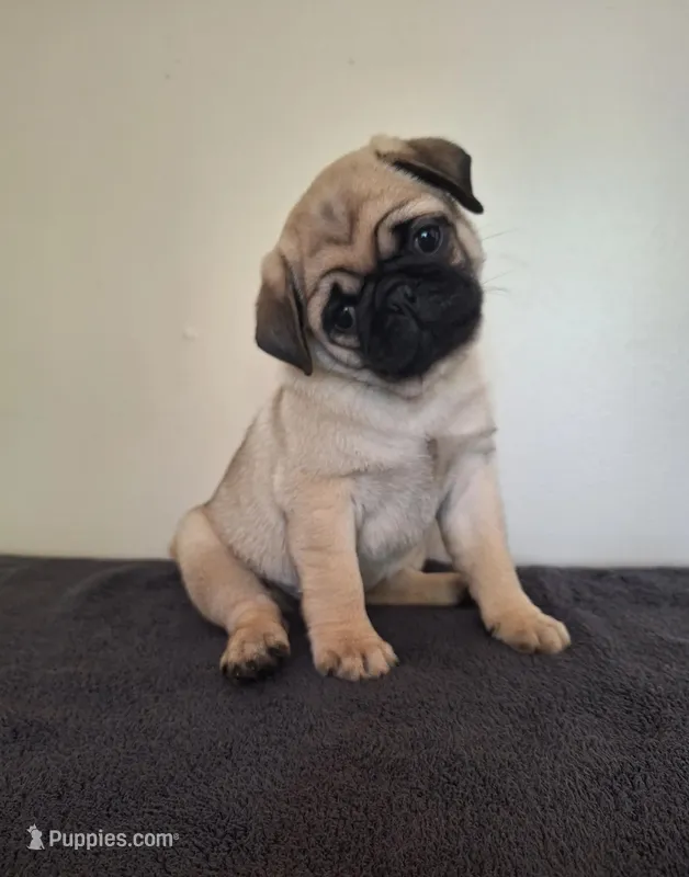 AKC Male 1 – Pug puppy for sale in Rome City, IN