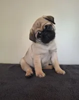 AKC Male 1, a male Pug for sale in Rome City, IN – 1 of 3