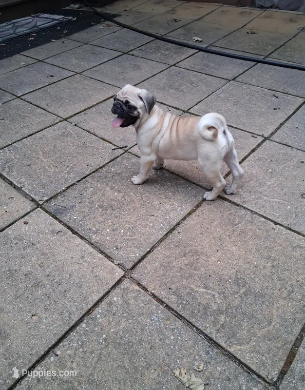 Bruno – Pug puppy for sale in Rome City, IN
