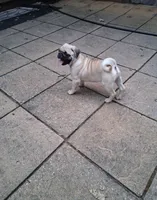 Bruno, a male Pug for sale in Rome City, IN – 1 of 5