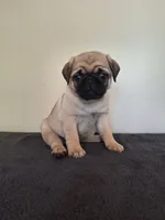 Luigi, a male Pug for sale in Kissimmee, FL – 3 of 3
