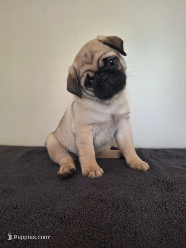 Luigi – Pug puppy for sale in Kissimmee, FL