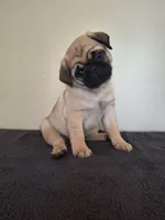 Luigi, a male Pug for sale in Kissimmee, FL – 1 of 3