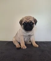 AKC Male 1, a male Pug for sale in Rome City, IN – 2 of 3