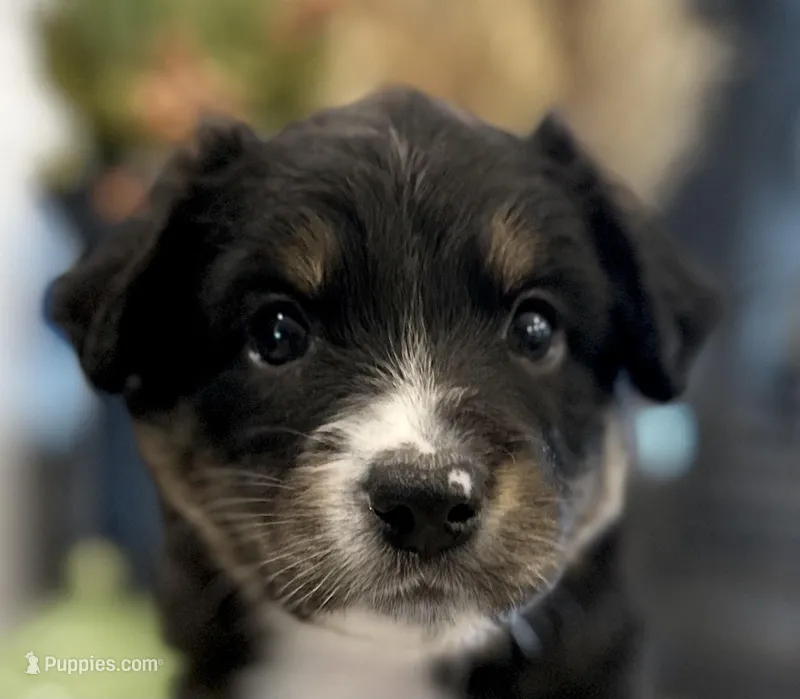 Boy 2 – Australian Shepherd puppy for sale in Eustis, FL