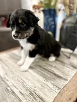 Boy 2, a male Australian Shepherd for sale in Eustis, FL – Photo 3 of 6