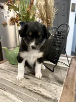 Boy 2, a male Australian Shepherd for sale in Eustis, FL – Photo 6 of 6