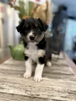 Boy 2, a male Australian Shepherd for sale in Eustis, FL – Photo 2 of 6