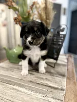 Boy 2, a male Australian Shepherd for sale in Eustis, FL – Photo 5 of 6