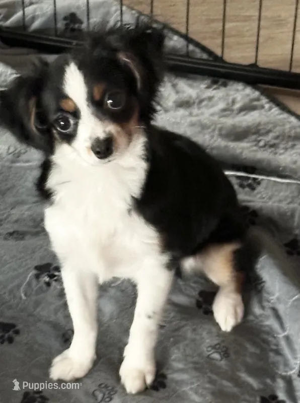 Juliet – Australian Shepherd puppy for sale in Eustis, FL