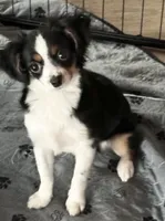 Juliet, a female Australian Shepherd for sale in Eustis, FL – 1 of 2