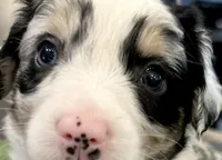 Girl 2, a female Australian Shepherd for sale in Eustis, FL – Photo 2 of 8