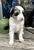 Girl 2, a female Australian Shepherd for sale in Eustis, FL – Photo 3 of 8