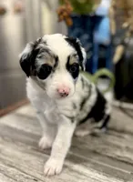 Girl 2, a female Australian Shepherd for sale in Eustis, FL – Photo 5 of 8