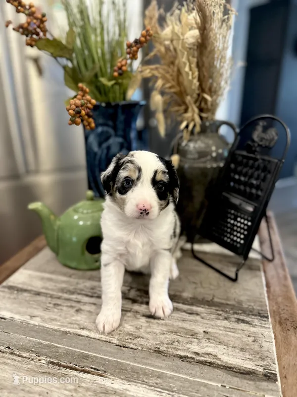 Girl 2 – Australian Shepherd puppy for sale in Eustis, FL