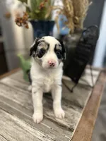 Girl 2, a female Australian Shepherd for sale in Eustis, FL – Photo 6 of 8