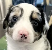 Girl 2, a female Australian Shepherd for sale in Eustis, FL – Photo 4 of 8
