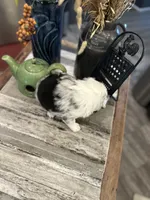 Girl 2, a female Australian Shepherd for sale in Eustis, FL – Photo 8 of 8